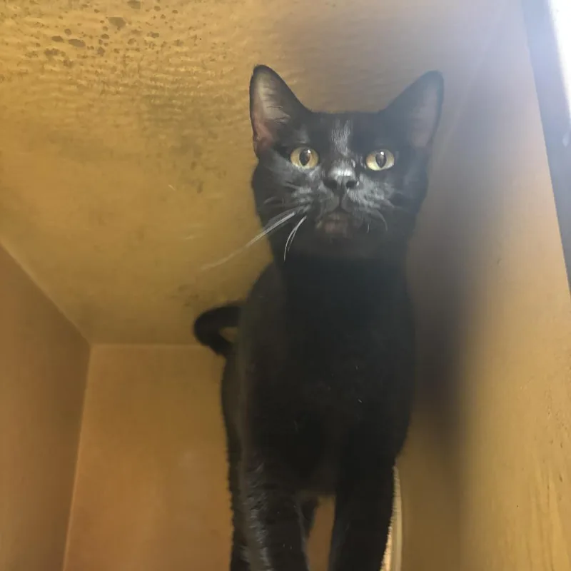 A young medium-sized female Black Domestic Short Hair cat named Sunshine for adoption in Boston, MA