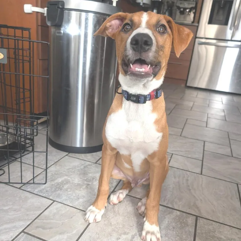A young medium-sized male Yellow / Tan / Blond / Fawn Patterdale Terrier / Fell Terrier dog named Pickles for adoption in Mooresville, IN