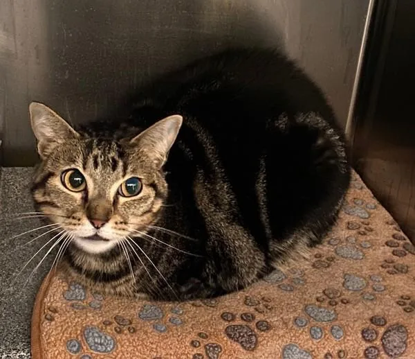 An adult small-sized female Domestic Short Hair cat named Theodora for adoption in Austin, TX
