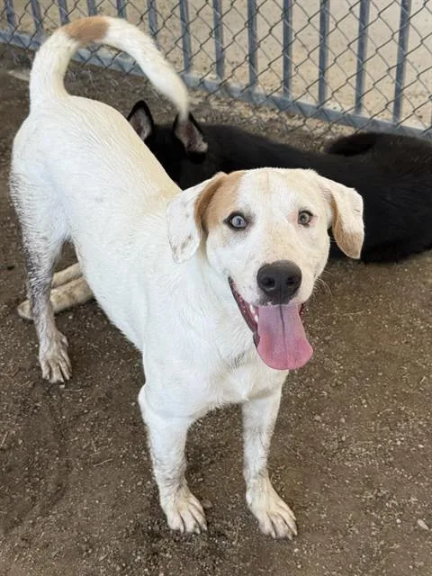 A young medium-sized male Shepherd dog named Buzz Lightyear for adoption in Riverside, CA