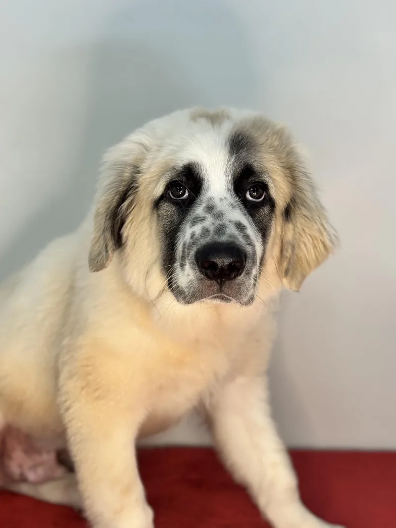 A baby large-sized male White / Cream Great Pyrenees dog named Fridge for adoption in Meherrin, VA
