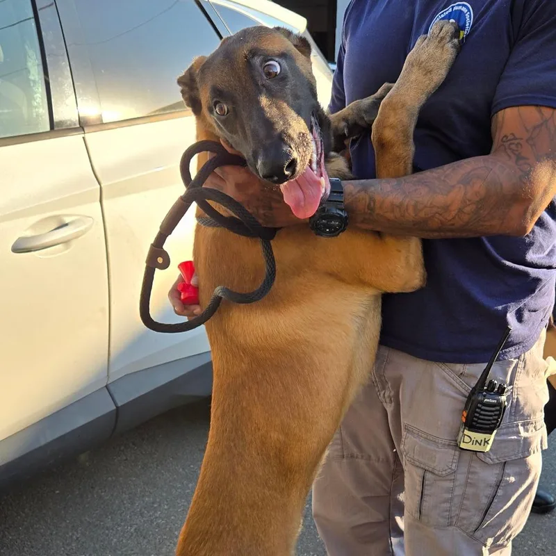 A young large-sized male Belgian Shepherd / Malinois dog named Tucker for adoption in Newark, NJ