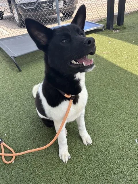 A young large-sized male Akita dog named Moo Moo for adoption in Pasadena, TX