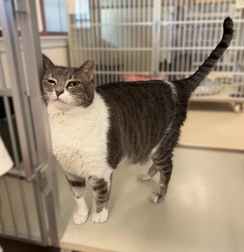 An adult extra large-sized male Domestic Short Hair cat named Bleu for adoption in Slidell, LA