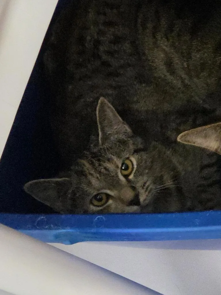 A young medium-sized female Domestic Short Hair cat named Coosa for adoption in Athens, TN
