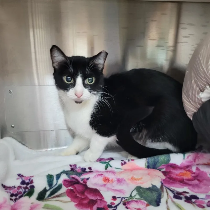 An adult medium-sized female Black Domestic Short Hair cat named Zuko for adoption in Corpus Christi, TX
