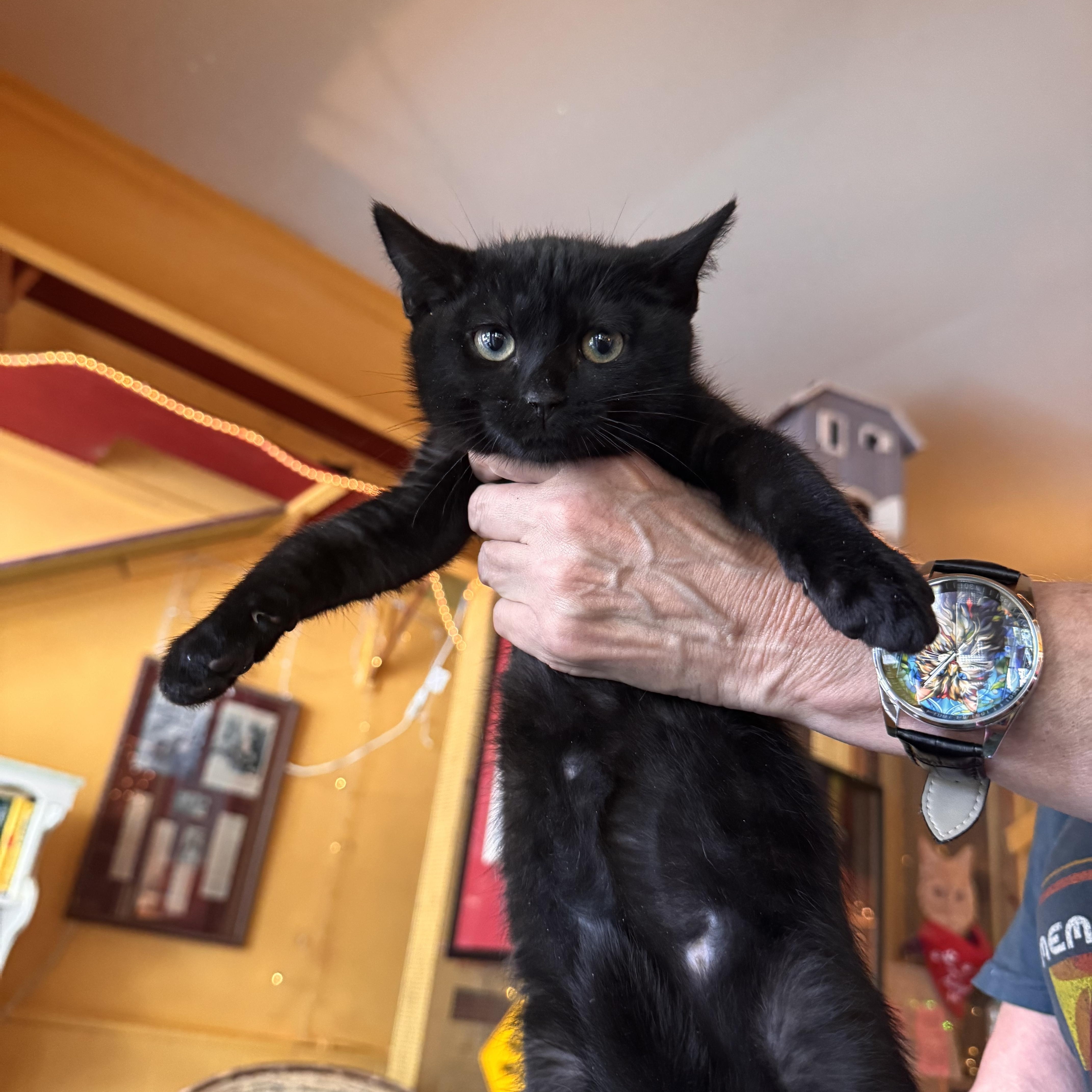 A young medium-sized female Black Domestic Short Hair cat named Collette for adoption in Memphis, TN