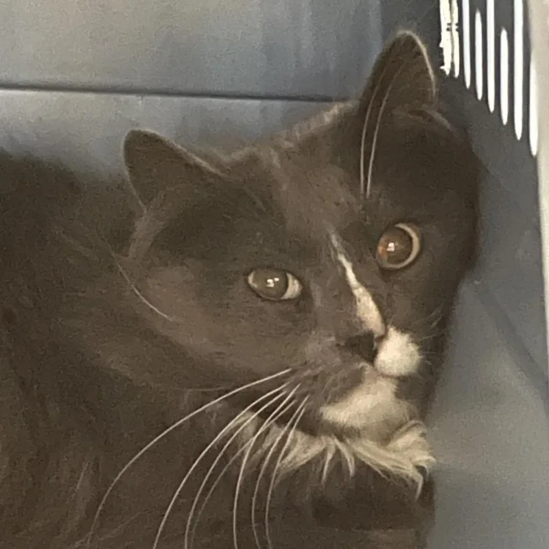 An adult medium-sized male Gray / Blue / Silver Domestic Long Hair cat named Chase for adoption in Salt Lake City, UT