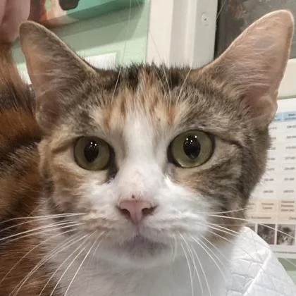 An adult medium-sized female Domestic Short Hair cat named Lily of the Valley for adoption in Cincinnati, OH