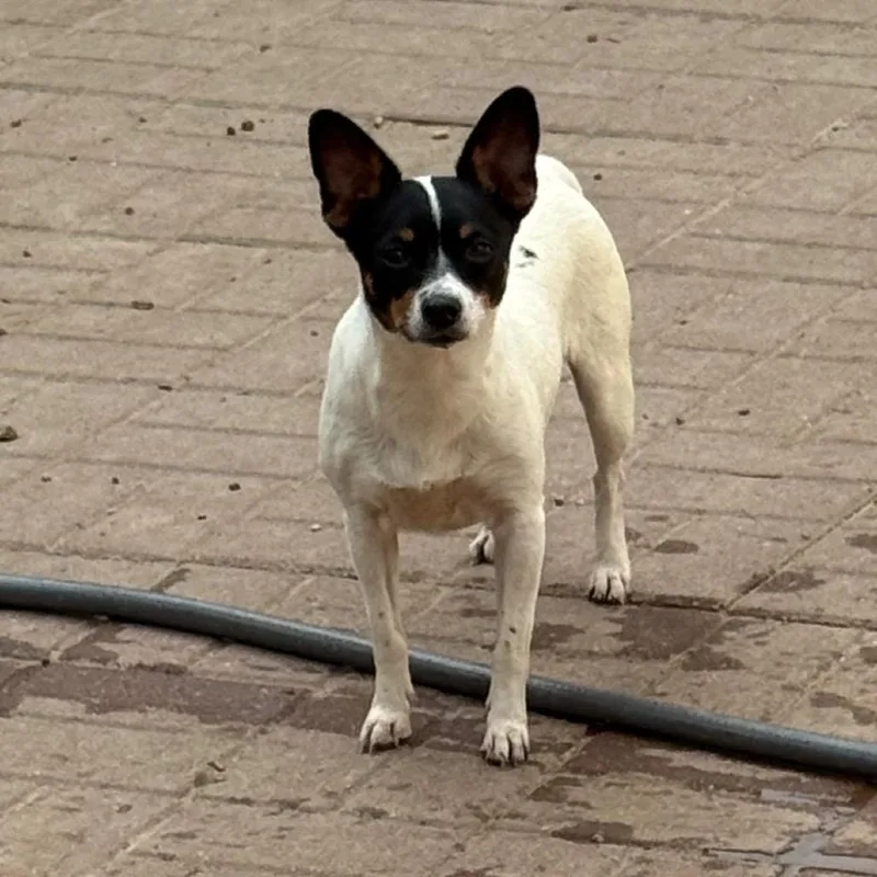 A young small-sized female White / Cream Chihuahua dog named Molly for adoption in Spring, TX