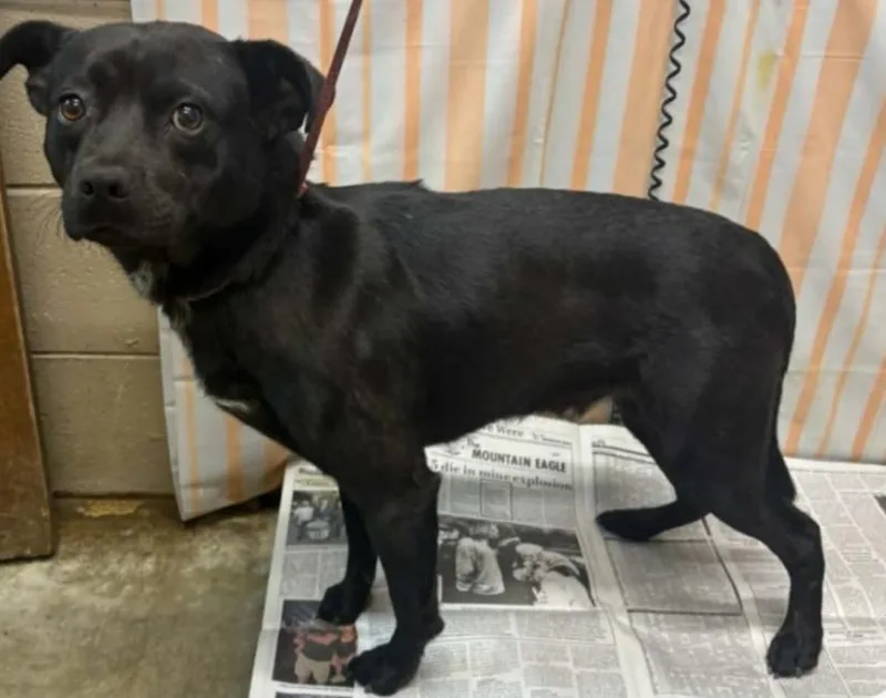 A young medium-sized male Mixed Breed dog named Waldo for adoption in Hazard, KY