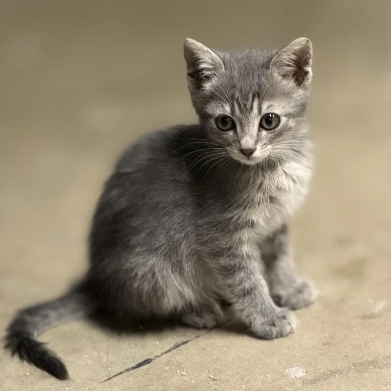 A baby small-sized male Gray / Blue / Silver Domestic Short Hair cat named Greyman for adoption in Tustin, CA