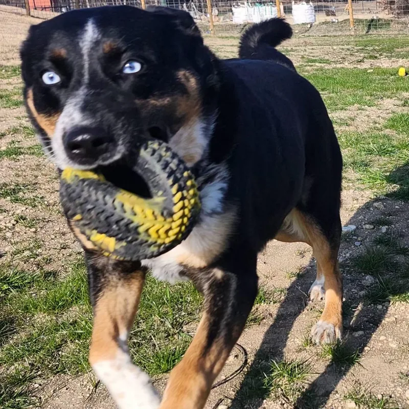 An adult medium-sized female Tricolor (Brown, Black, & White) Australian Cattle Dog / Blue Heeler dog named Rosalind for adoption in Weatherford, TX