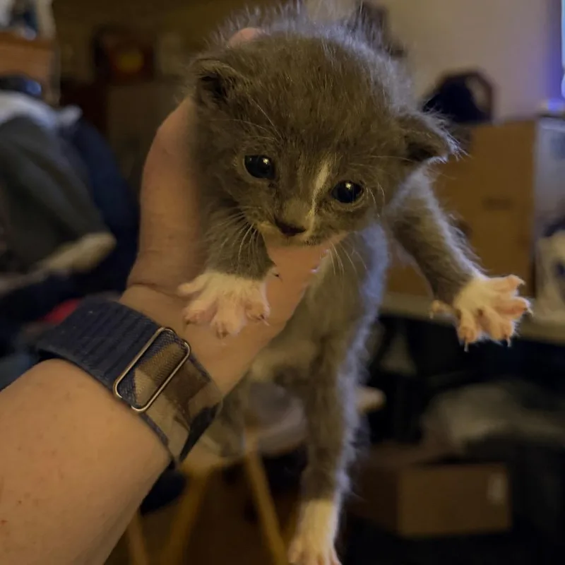 A baby small-sized male Gray / Blue / Silver Domestic Medium Hair cat named Rabbit Willingham for adoption in Woodstock, VA
