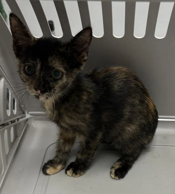A baby small-sized female Domestic Short Hair cat named Ifc Misha for adoption in Lawrenceville, GA
