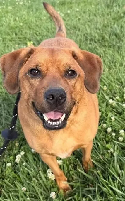 An adult medium-sized male Red / Chestnut / Orange Redbone Coonhound dog named Chili for adoption in Columbia, MO