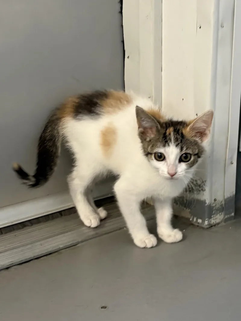 A baby medium-sized female Calico cat named Leelu for adoption in Big Rapids, MI