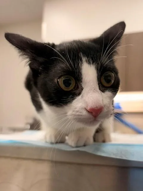 A baby small-sized female Domestic Short Hair cat named Siri for adoption in Baytown, TX