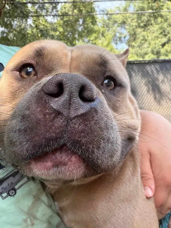 An adult large-sized female Brown / Chocolate Mixed Breed dog named Rosie the Riveter for adoption in Cincinnati, OH