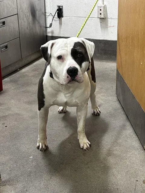 An adult large-sized male Pit Bull Terrier dog named Bryce for adoption in Upper Marlboro, MD