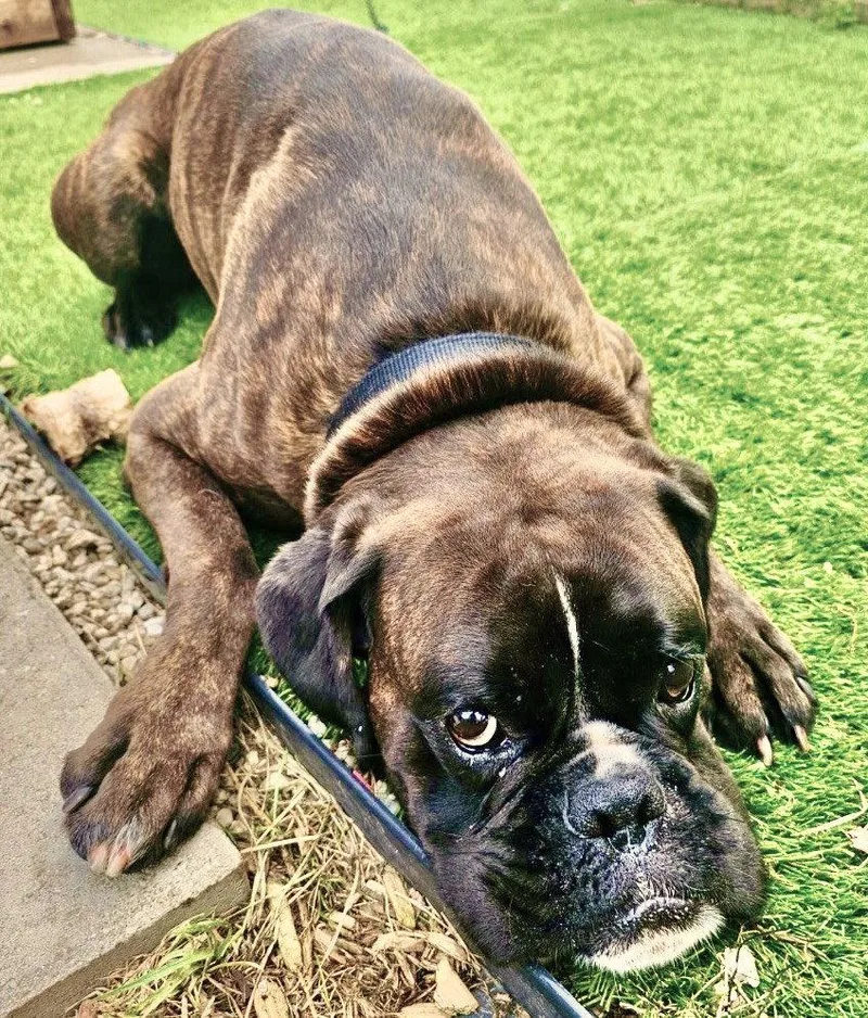 A young large-sized male Boxer dog named Dex for adoption in Berwick, PA