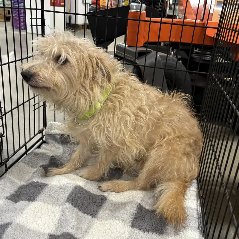 A young small-sized male Terrier dog named Ivan for adoption in Coldwater, MI
