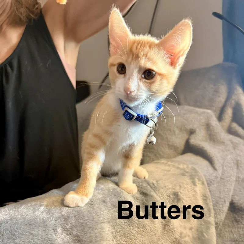 A baby small-sized male Domestic Short Hair cat named Butterscotch "Butters" for adoption in Mesa, AZ