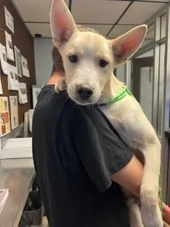 A young small-sized male Siberian Husky dog named A for adoption in Stockton, CA