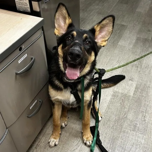 A young large-sized male German Shepherd Dog dog named Timon for adoption in San Diego, CA