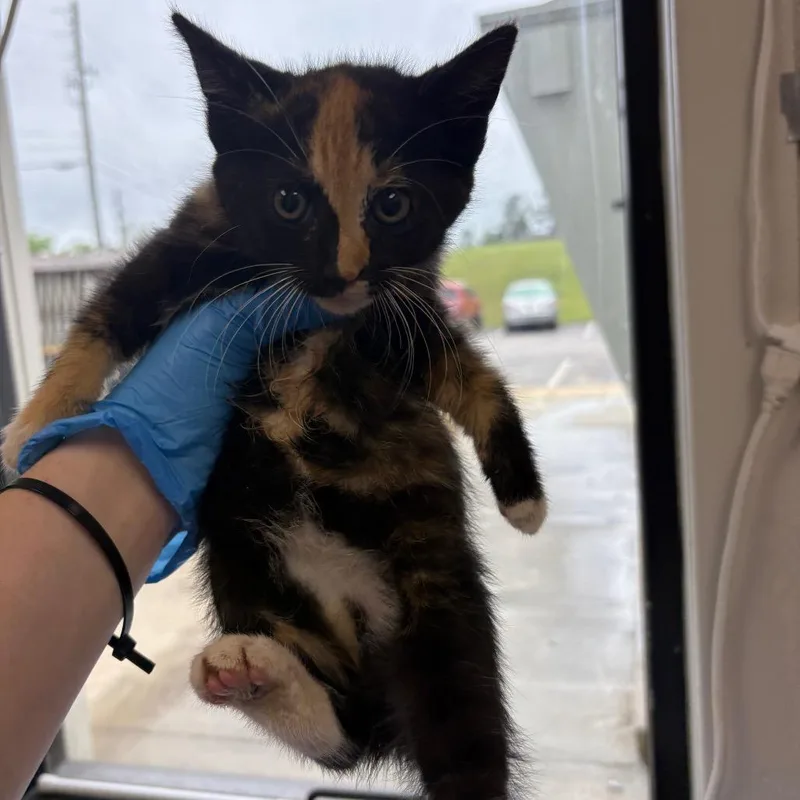A baby small-sized female Black Domestic Short Hair cat named Sugar Glider for adoption in Columbiana, AL
