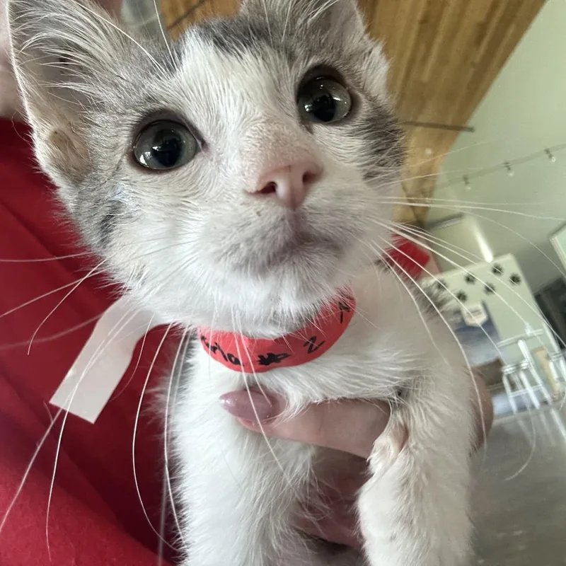 A baby small-sized male Gray / Blue / Silver Domestic Medium Hair cat named Darla for adoption in Leander, TX