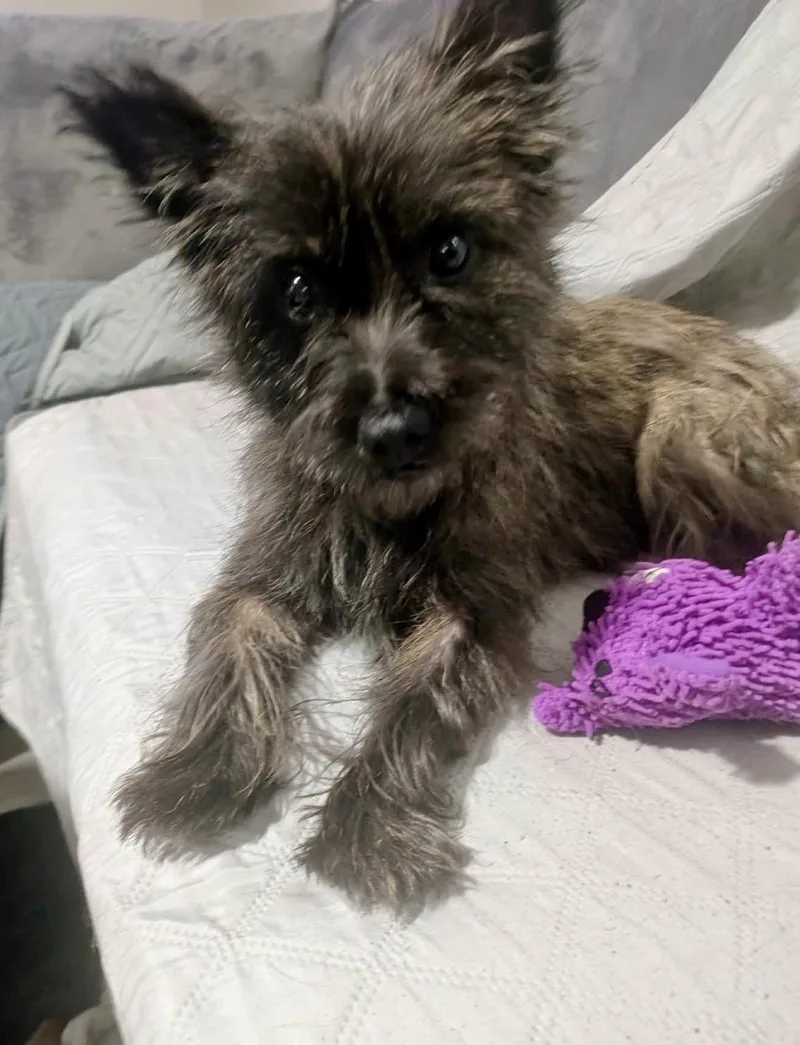 A young small-sized female Cairn Terrier dog named Violet for adoption in Milton, FL