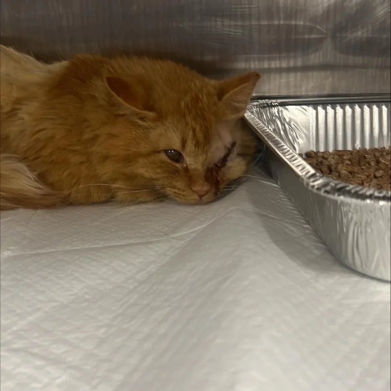An adult medium-sized male Orange / Red Domestic Short Hair cat named Cornbread for adoption in Salt Lake City, UT