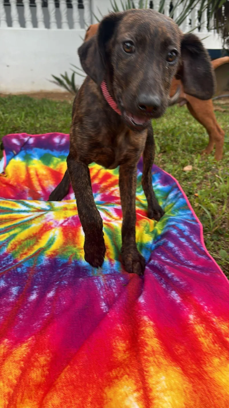 A baby medium-sized female Mixed Breed dog named Bella for adoption in Albion, NY