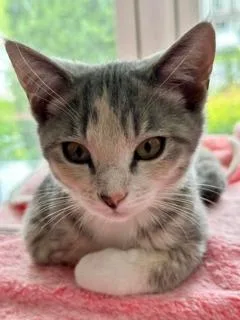 A baby medium-sized female Domestic Short Hair cat named Aurora and Bronte for adoption in Kenhorst, PA