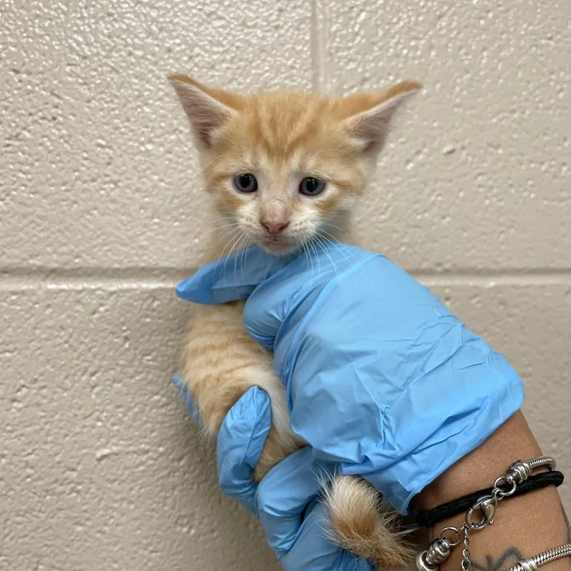 A baby small-sized male Orange / Red Domestic Short Hair cat named Cinnamoroll for adoption in Birmingham, AL
