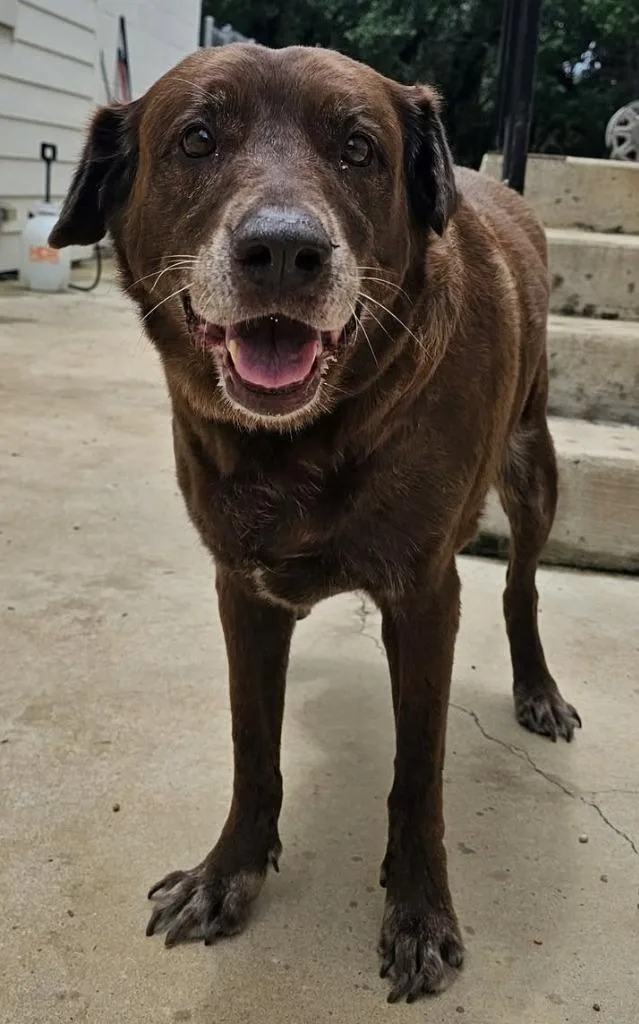 A senior large-sized female Labrador Retriever dog named Maggie May FKA Bitsy for adoption in Austin, TX