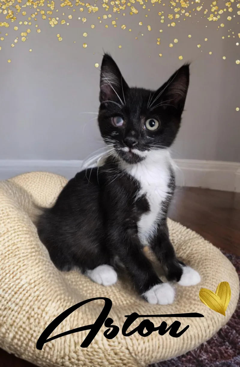 A baby small-sized male Domestic Medium Hair cat named Aston for adoption in Gilbert, AZ