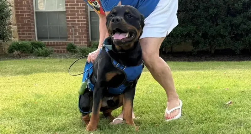 A young large-sized male Rottweiler dog named Bruno for adoption in Polk, OH