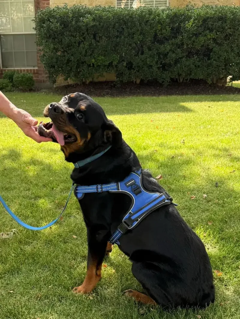 Bruno thumbnail 2