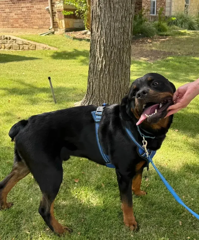 Bruno thumbnail 3