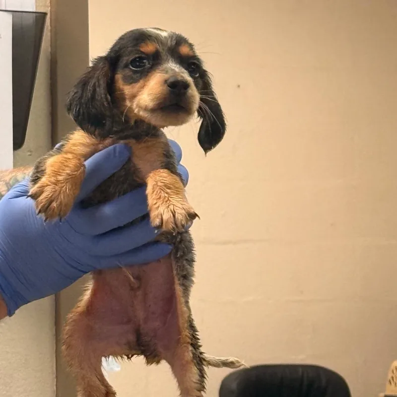 A baby small-sized male Dachshund dog named Conner for adoption in Alexandria, VA