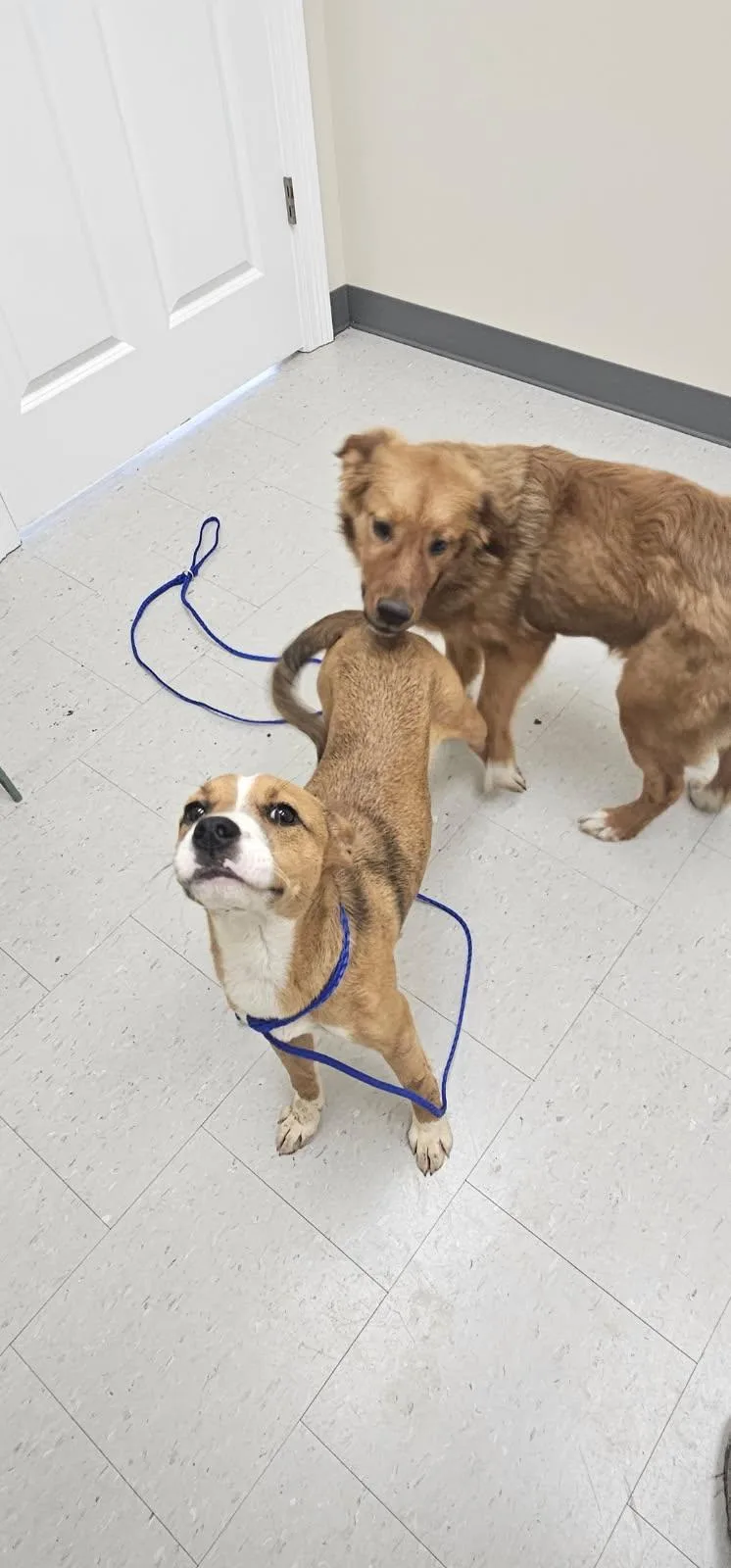 A young medium-sized female Mixed Breed dog named Camilia for adoption in Rock Hill, NY