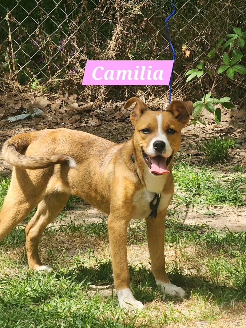 Camilia thumbnail 2