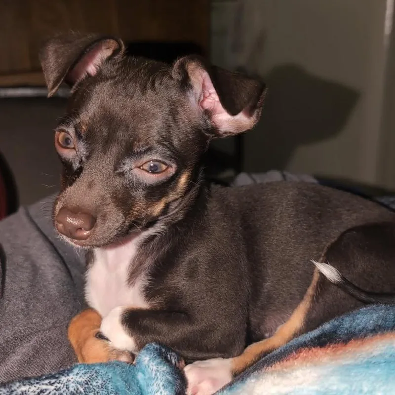 Mocha