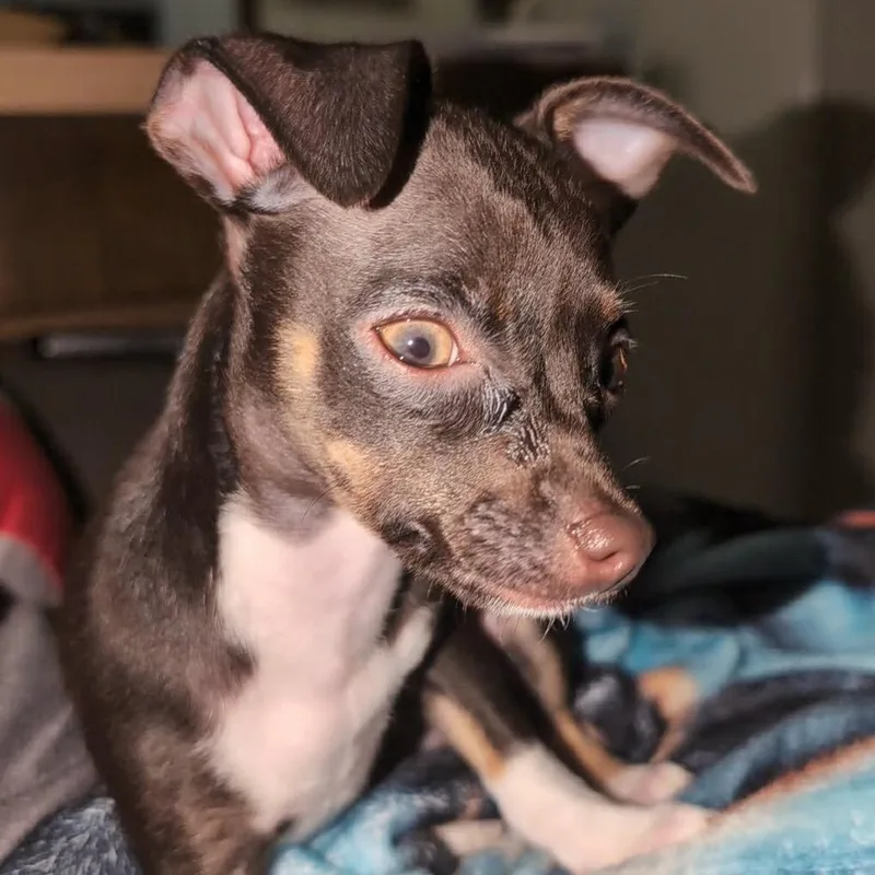 Mocha thumbnail 3