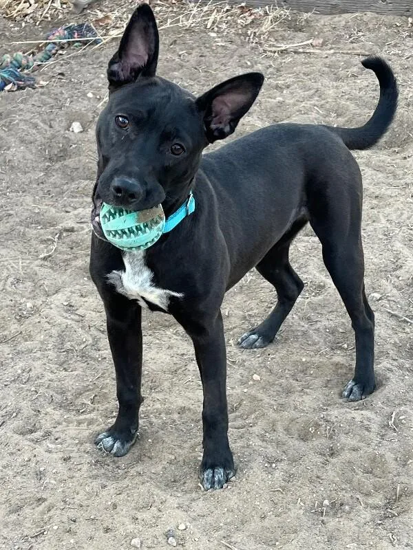 Remi Fka Foxy thumbnail 2