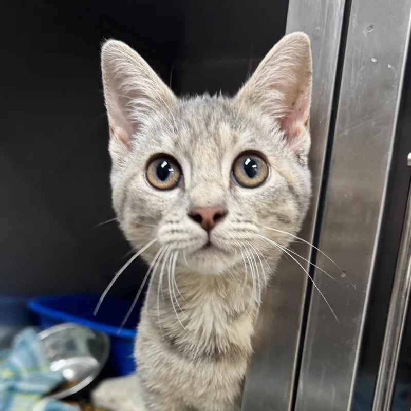 A baby small-sized female Domestic Short Hair cat named Arleena for adoption in Marble, NC