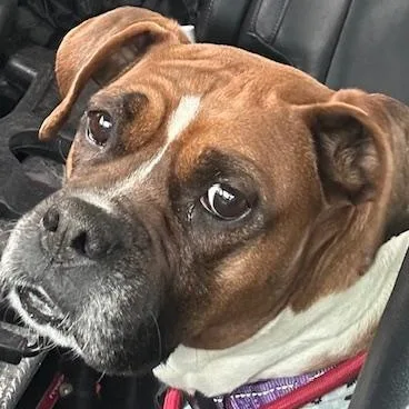 An adult medium-sized female Yellow / Tan / Blond / Fawn Boxer dog named Lilly for adoption in Andover, MA