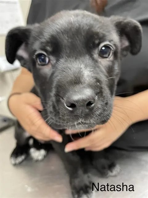 A baby small-sized female Labrador Retriever dog named Natasha for adoption in Sugar Land, TX